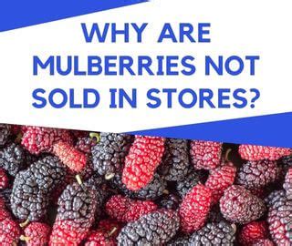 why are mulberries not sold in stores